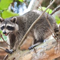 raccoon control Mississauga