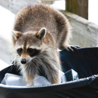 raccoon removal Mississauga