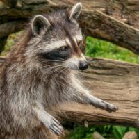 The Danger of Raccoon Droppings