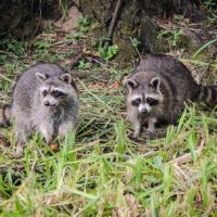 Using the One-Way Door for Raccoon Removal
