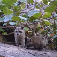 When Does Baby Raccoon Season Start?