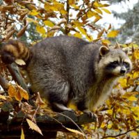 Why you Need Professionals for Raccoon Trapping