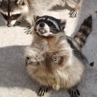 How long is raccoon feces dangerous