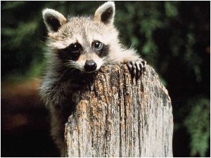 How to keep raccoons away from my backyard windows