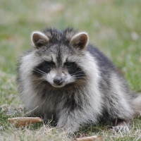 Found a raccoon in your garbage bin, this is what you should do