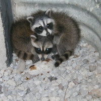 how raccoons get in your attic