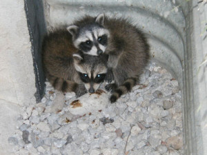 how raccoons get in your attic