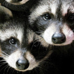 how raccoons get in your attic