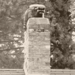How do raccoons behave in their natural habitat?