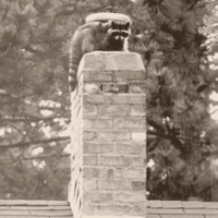 How do raccoons behave in their natural habitat?