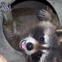 Found a raccoon in your garage, this is what you should do