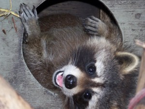 Found a raccoon in your garage, this is what you should do
