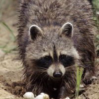 How raccoon baby season impacting business