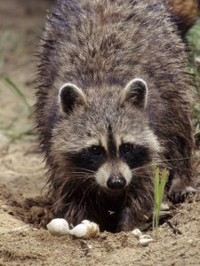 How raccoon baby season impacting business