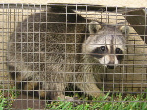 How Can You Tell If a Baby Raccoon Is Abandoned