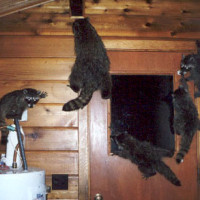 Raccoon in the Attic - Humane Removal of Raccoons in the Attic of your House