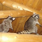 How likely is it for a raccoon to have rabies?
