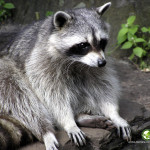 How to get rid of raccoons living near my home