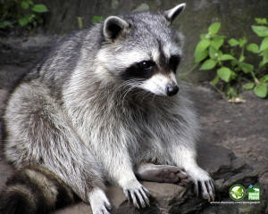 How to get rid of raccoons living near my home