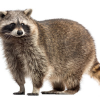 How Do Raccoons Get Inside a House