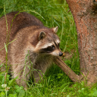 Humane Raccoon Traps