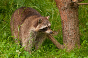 Humane Raccoon Traps