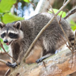 raccoon control Mississauga