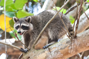 raccoon control Mississauga