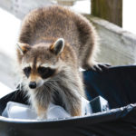raccoon removal Mississauga