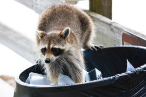 raccoon removal Mississauga