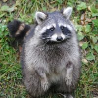 Best Way to Remove Raccoons from the Attic