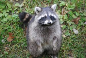 Best Way to Remove Raccoons from the Attic