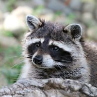 Raccoon Removal Service - How to Pick the Best Service