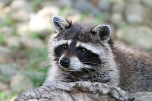 Raccoon Removal Service - How to Pick the Best Service
