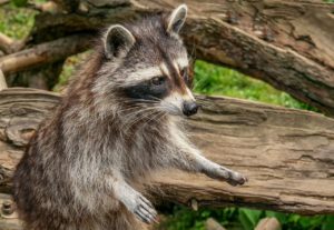 The Danger of Raccoon Droppings