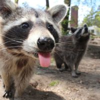 Ultrasonic Raccoon Repellent - Does it Better than Professional Service?