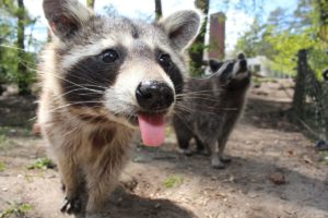 Ultrasonic Raccoon Repellent - Does it Better than Professional Service?