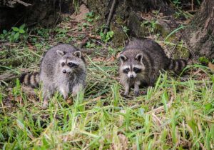 Using the One-Way Door for Raccoon Removal
