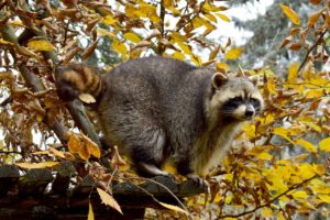 Why you Need Professionals for Raccoon Trapping