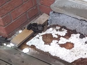 raccoon poop