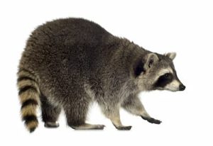 Humane Raccoon Removal Mississauga