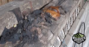 raccoon feces