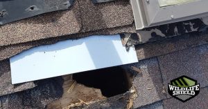 raccoon roof damage mississauga
