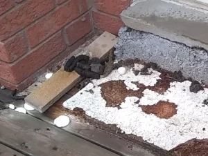 raccoon poop