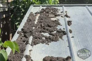 removal of raccoon feces