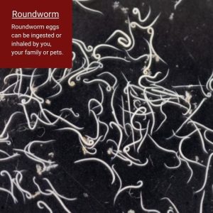 roundworms in raccoon feces